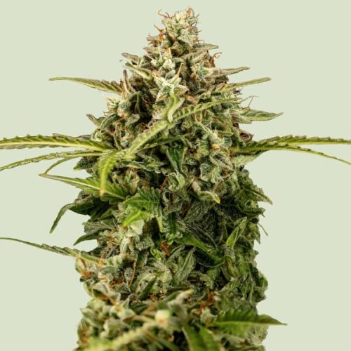 apollo-f1 (6) Royal Queen Seeds – Apollo F1 - Image 1