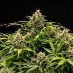 Royal Queen Seeds – Apollo F1 - Image 4