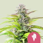 Royal Queen Seeds – Cookies Gelato