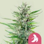 Royal Queen Seeds – Fat Banana