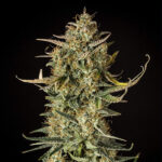 Royal Queen Seeds – Fat Banana Auto - Image 4