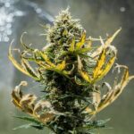 Royal Queen Seeds – Fat Banana Auto - Image 3