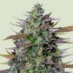 Royal Queen Seeds – GOAT'lato Auto - Tyson 2.0