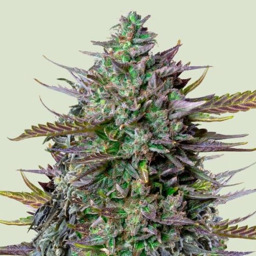 goatlato-automatic (2) Royal Queen Seeds – GOAT'lato Auto - Tyson 2.0 - Image 1