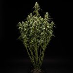 Royal Queen Seeds – GOAT'lato Auto - Tyson 2.0 - Image 3