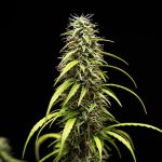 Royal Queen Seeds – GOAT'lato Auto - Tyson 2.0 - Image 4