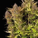 Royal Queen Seeds – Purple Queen Auto - Image 4