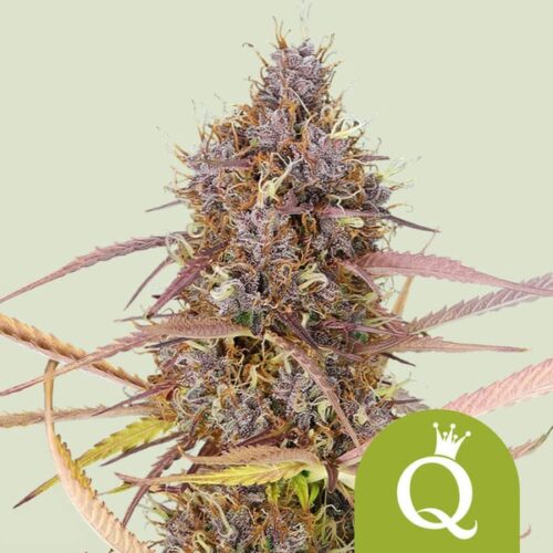 purple-queen-automatic Royal Queen Seeds – Purple Queen Auto - Image 1