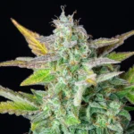 Royal Queen Seeds – Quick One - Image 4