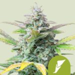 Royal Queen Seeds – Quick One