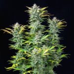 Royal Queen Seeds – Quick One - Image 3