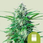 Royal Queen Seeds – Royal AK Auto
