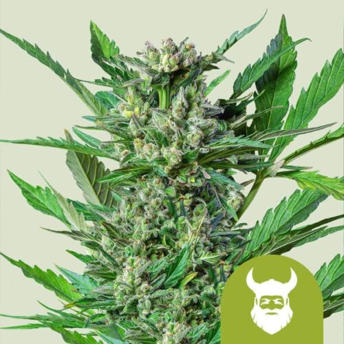 royal-dwarf Royal Queen Seeds – Royal Dwarf - Image 1