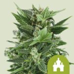 Royal Queen Seeds – Royal Kush Auto