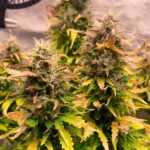 Royal Queen Seeds – Royal Kush Auto - Image 3
