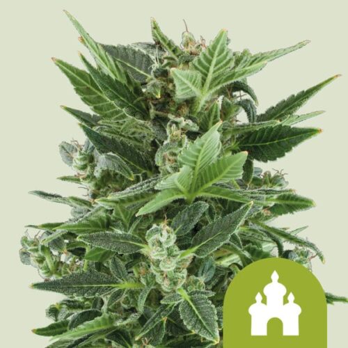 royal-kush-automatic Royal Queen Seeds – Royal Kush Auto - Image 1