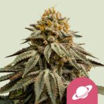 Royal Queen Seeds – Royal Skywalker