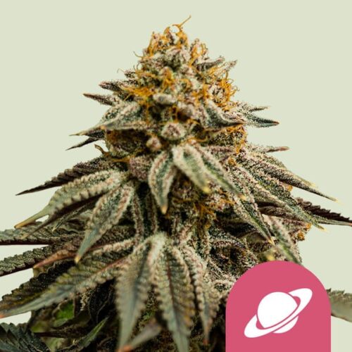 royal-skywalker Royal Queen Seeds – Royal Skywalker - Image 1