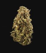Royal Queen Seeds – Sherbet Queen Auto - Image 6