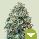 Royal Queen Seeds – Sherbet Queen Auto