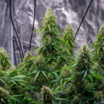 Royal Queen Seeds – Sherbet Queen Auto - Image 3