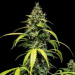 Royal Queen Seeds – Sherbet Queen Auto - Image 4