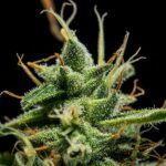 Royal Queen Seeds – Sherbet Queen Auto - Image 5