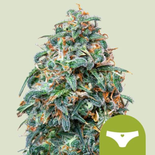 sherbet-queen-automatic Royal Queen Seeds – Sherbet Queen Auto - Image 1