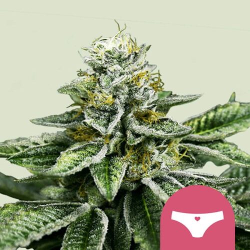 sherbet-queen Royal Queen Seeds – Sherbet Queen - Image 1