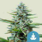 Royal Queen Seeds – Stress Killer Auto CBD