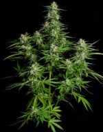 Royal Queen Seeds – Titan F1 - Image 3