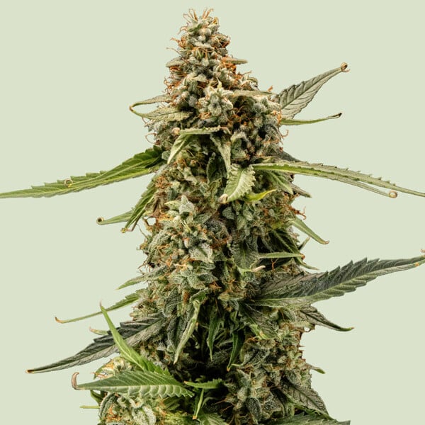 titan-f1 (4) Royal Queen Seeds – Titan F1 - Image 1