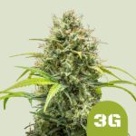 Royal Queen Seeds – Triple G Auto