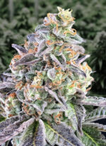 Cherry Pie