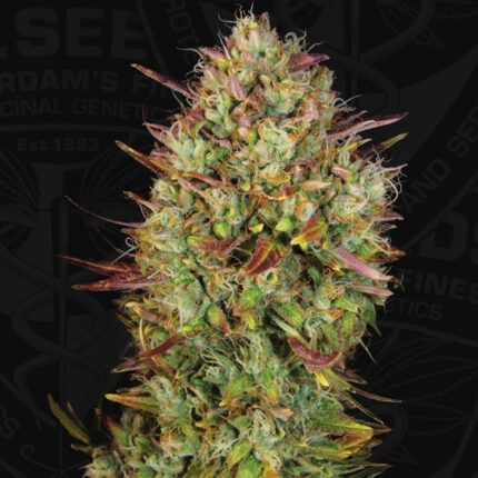 Mk Ultra Auto