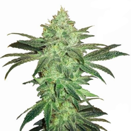 Gorilla Glue