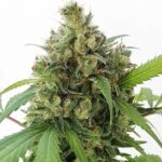 Weed'us Premium Seeds Collection Mix Autoflowering Pack - Image 5