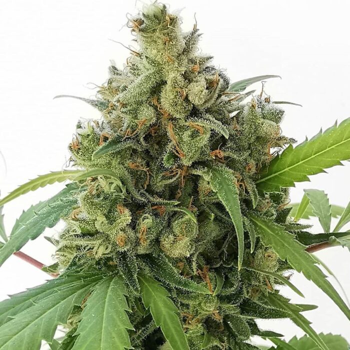 Weed'us Premium Seeds Collection Mix Autoflowering Pack - Image 5