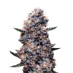 Super Strains – Do-Si-Dos Autoflowering - Image 3