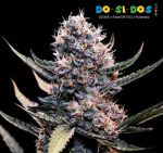 Super Strains – Do-Si-Dos Autoflowering
