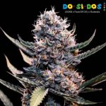 Super Strains – Do-Si-Dos Autoflowering