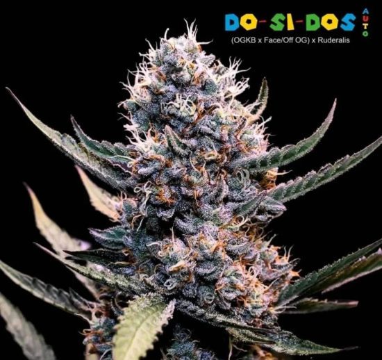 Imagem WhatsApp 2024-06-27 às 20.28.49_ebd1e2ae Super Strains – Do-Si-Dos Autoflowering - Image 1