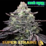 Super Strains – Kush Mint Autoflowering
