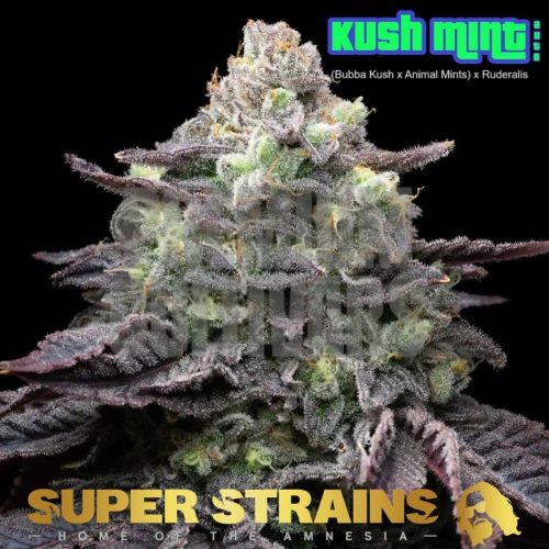 Imagem WhatsApp 2024-06-27 às 20.30.12_9cd785c9 Super Strains – Kush Mint Autoflowering - Image 1