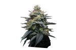 Super Strains – Kush Mint Autoflowering - Image 4