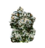 Super Strains – Runtz Autoflowering - Image 2