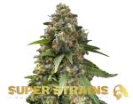 Super Strains – Enemy of the State – Feminized