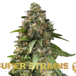 Super Strains – Enemy of the State – Feminized