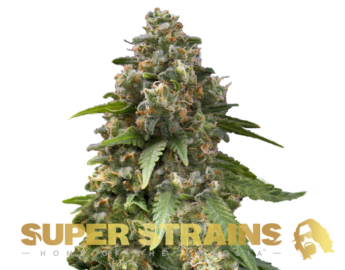Super Strains – Enemy of the State – Feminized - Image 1