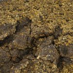 Weed'us Olive Afghan 50% CBD - Image 2